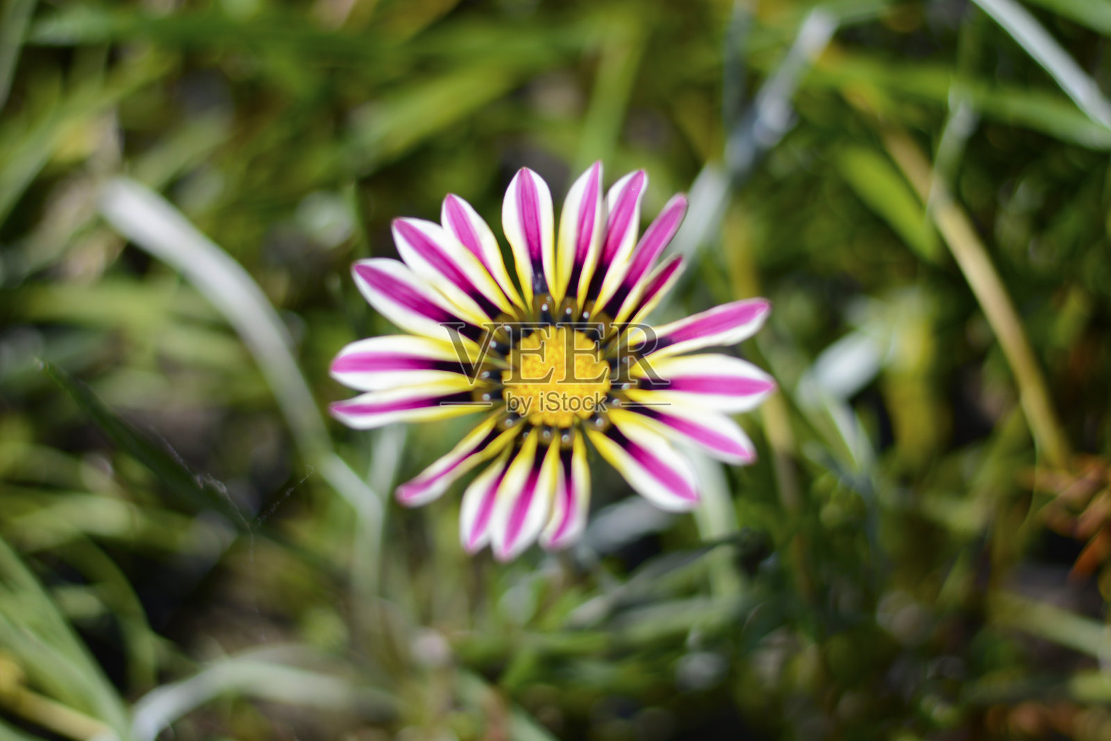 北印度之旅和大吉岭照片摄影图片