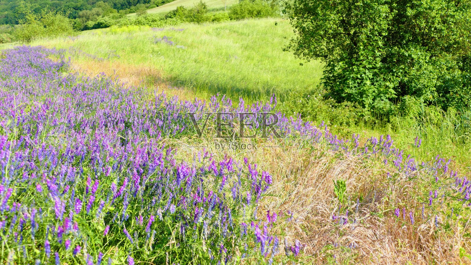 夏天的草地在微风中照片摄影图片