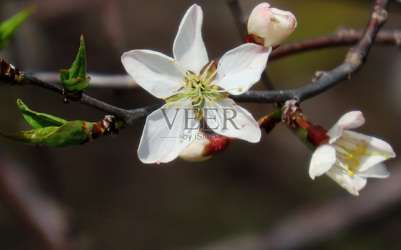 盛开的野梅树照片摄影图片