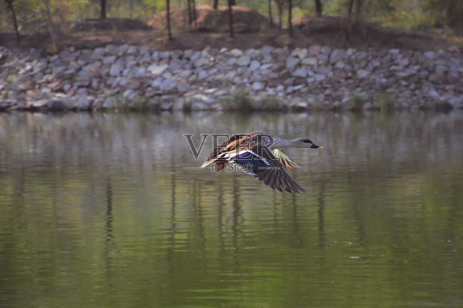 印度斑嘴鸭飞行照片摄影图片