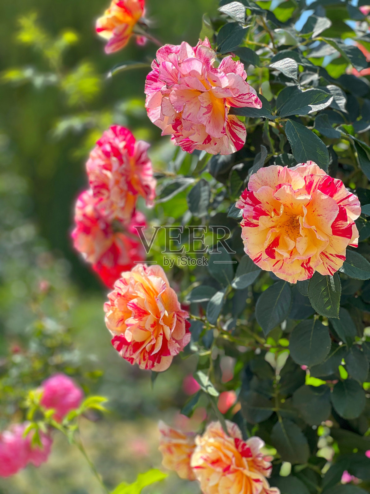 玫瑰条纹黄红色的花灌木在花园里。照片摄影图片
