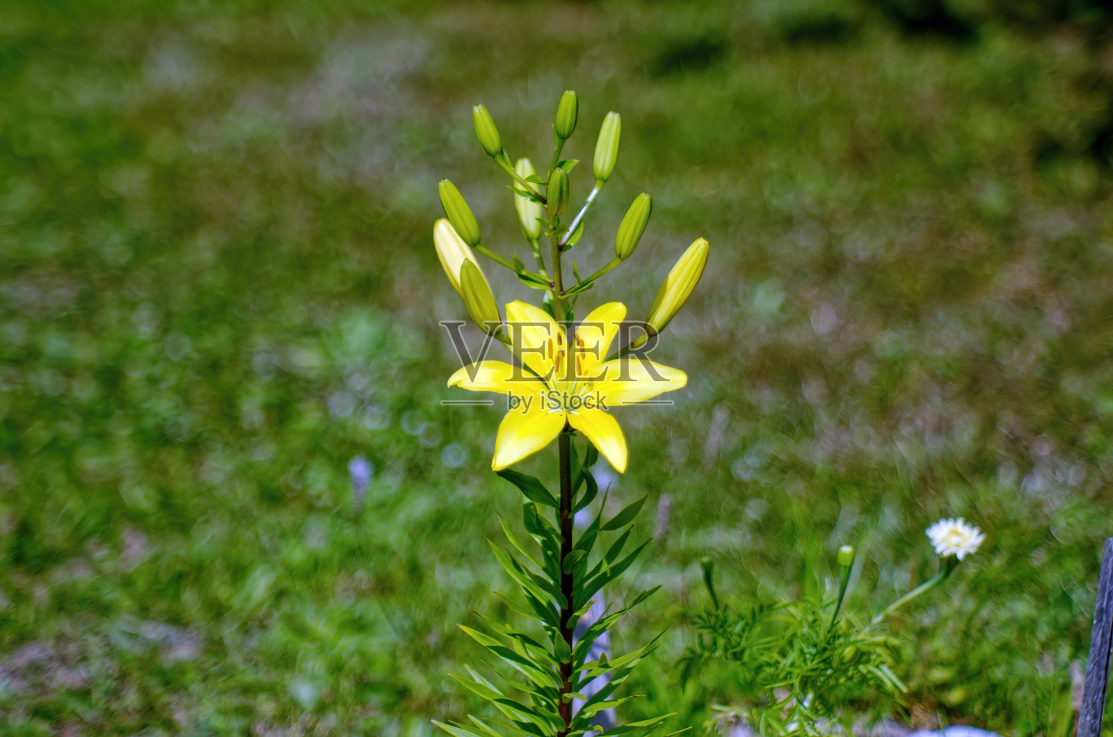 花园里的花是黄色的百合照片摄影图片