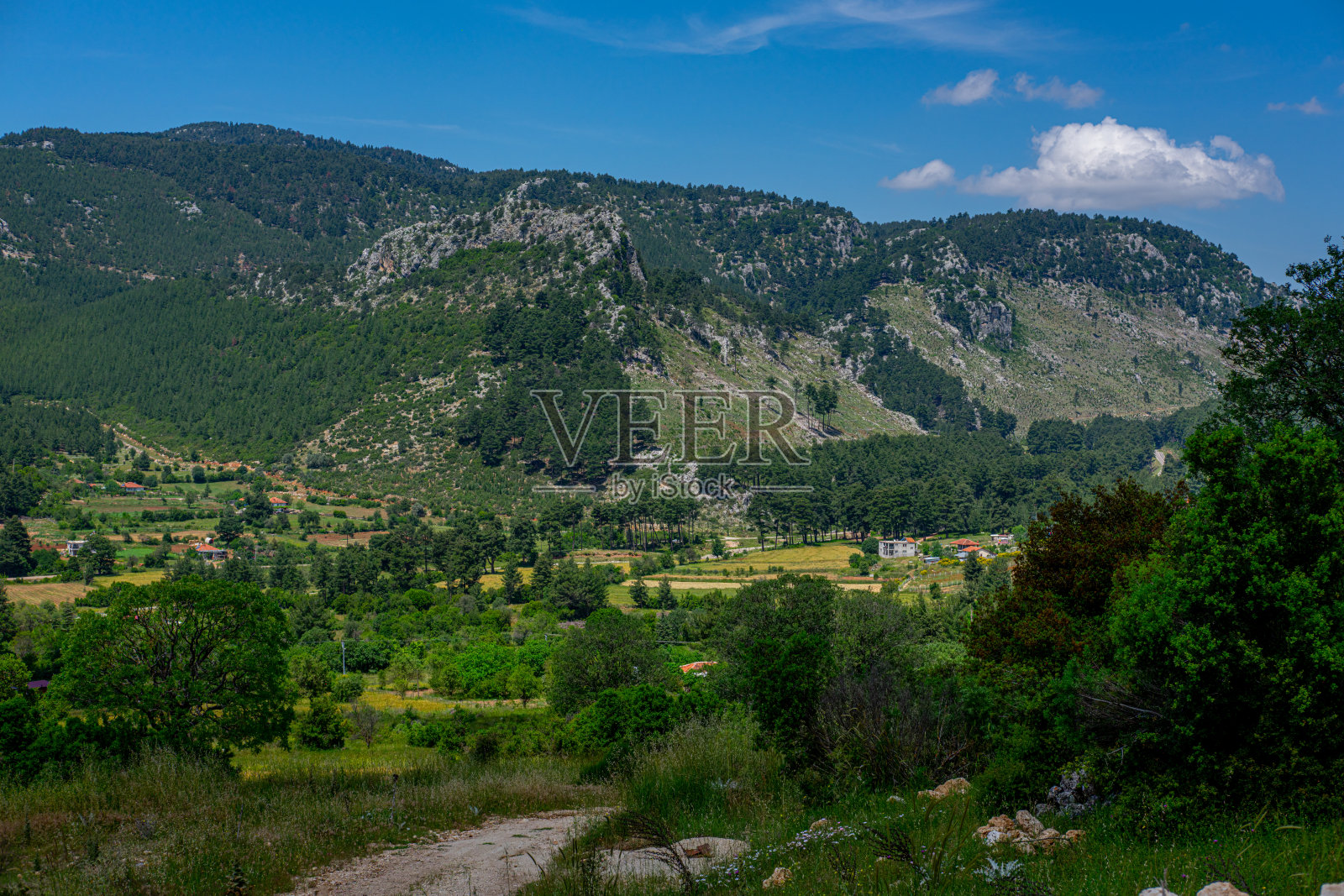 在地中海的黑松(pinus nigra)森林山脉景色。照片摄影图片
