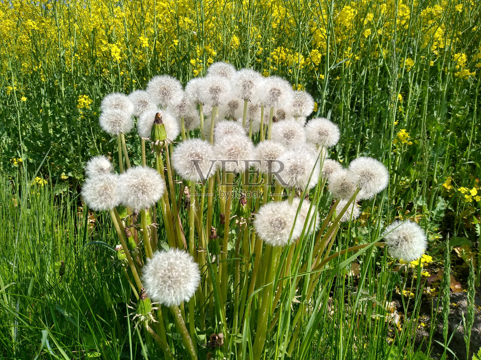 蒲公英照片摄影图片