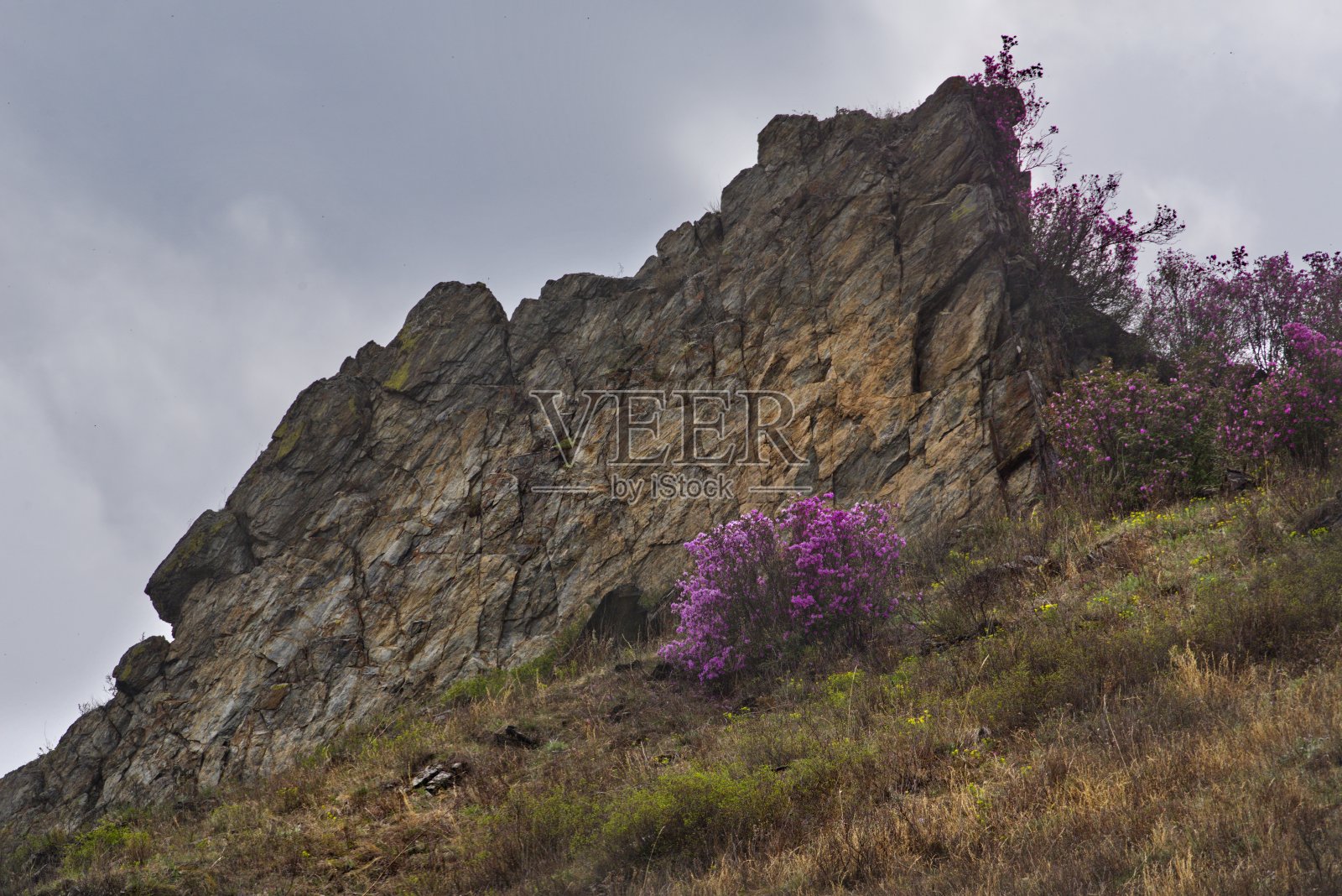 阿尔泰泉的深红色照片摄影图片