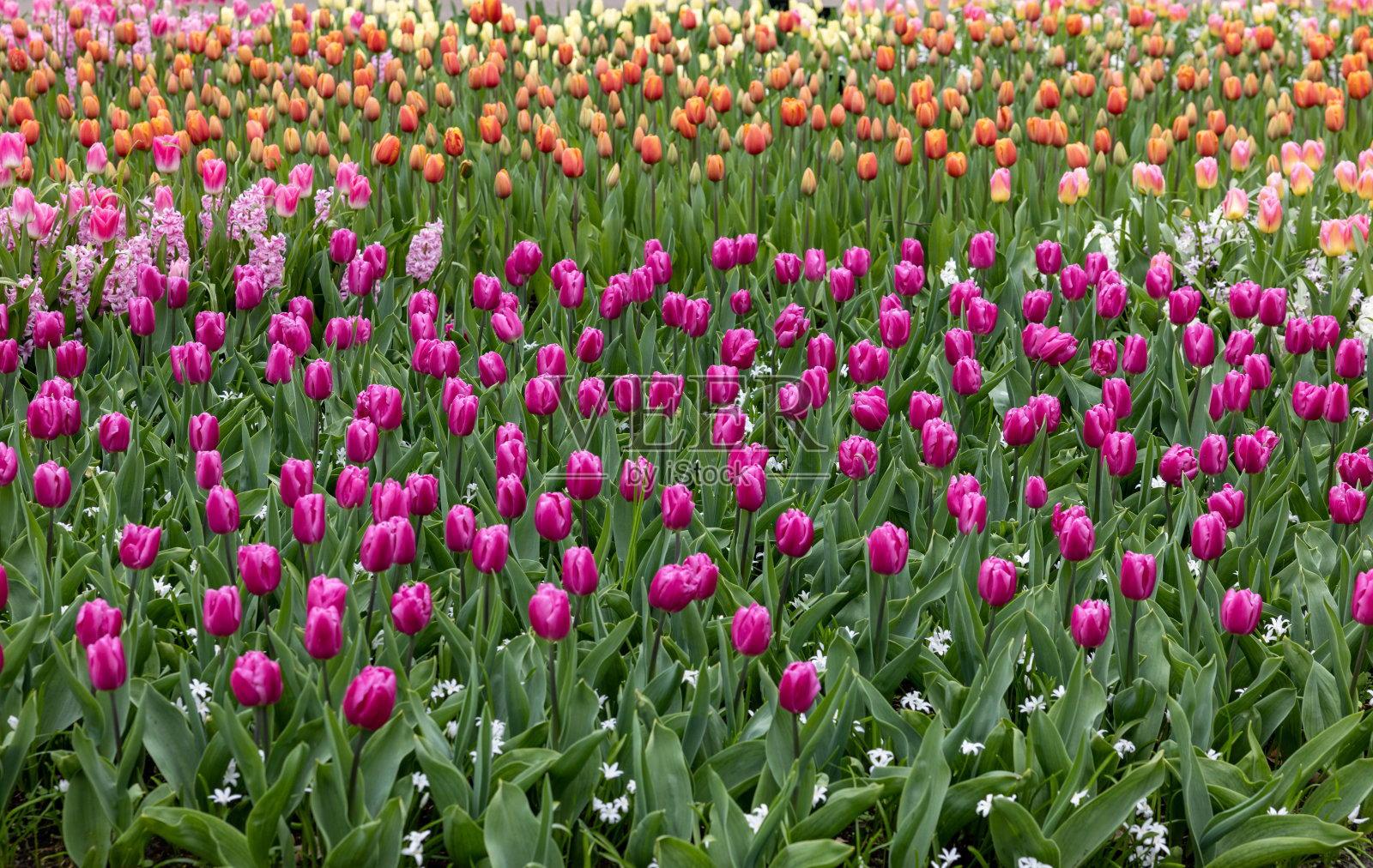 五颜六色的郁金香和紫色的风信子在花园里盛开照片摄影图片