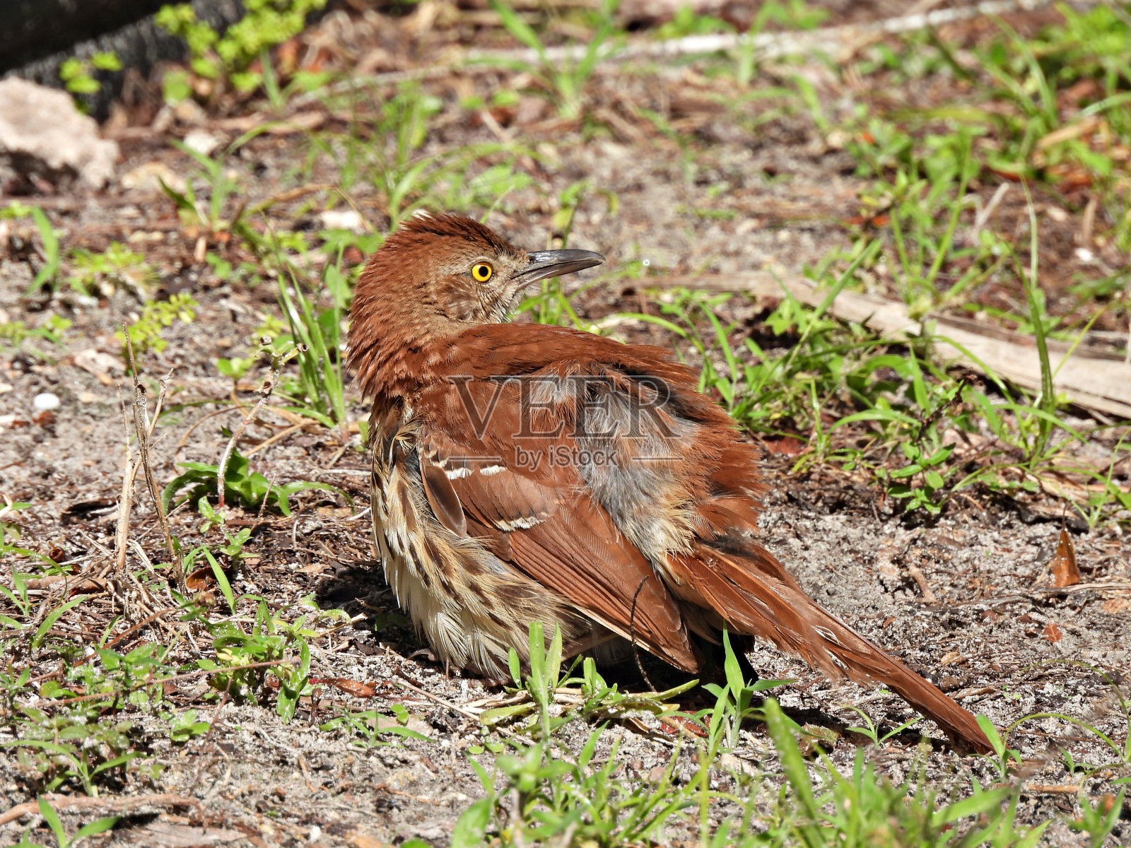 躺在地上的棕色打谷虫照片摄影图片