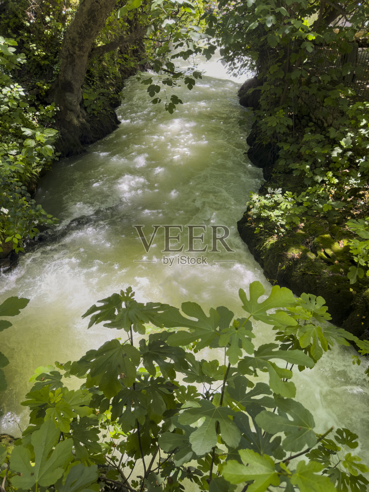 美丽的河流在森林里照片摄影图片