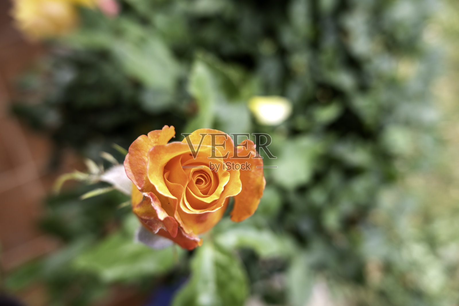 玫瑰花丛上的新鲜玫瑰照片摄影图片