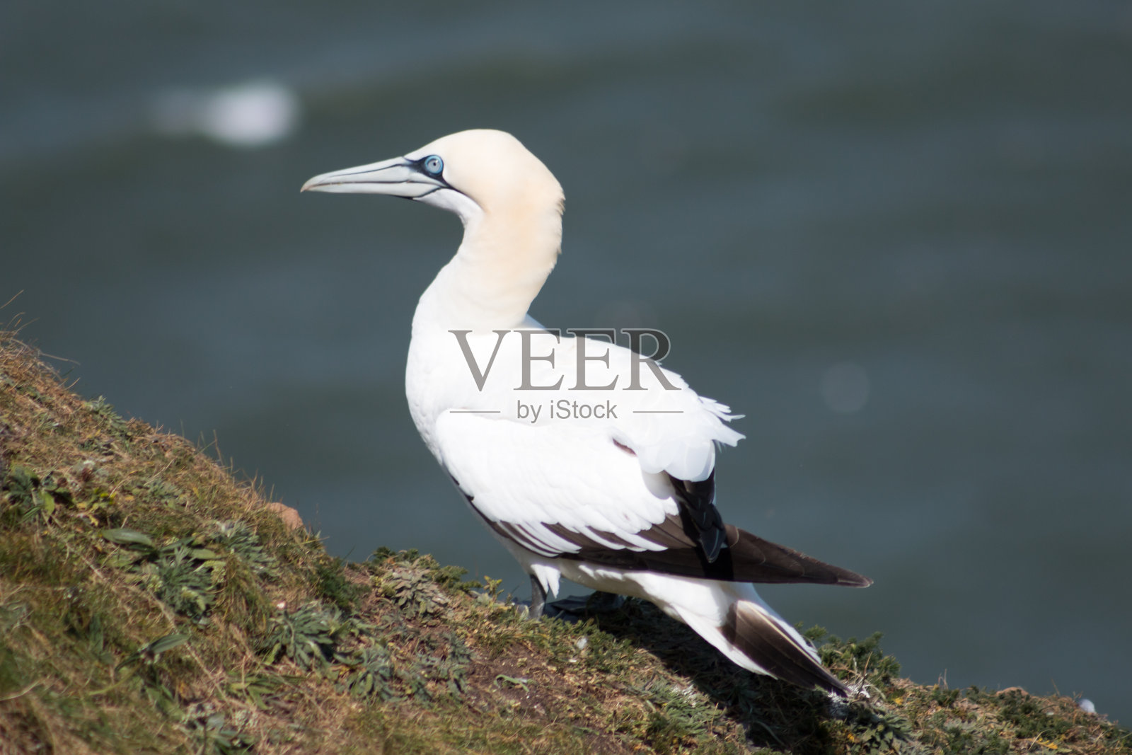北方塘鹅照片摄影图片