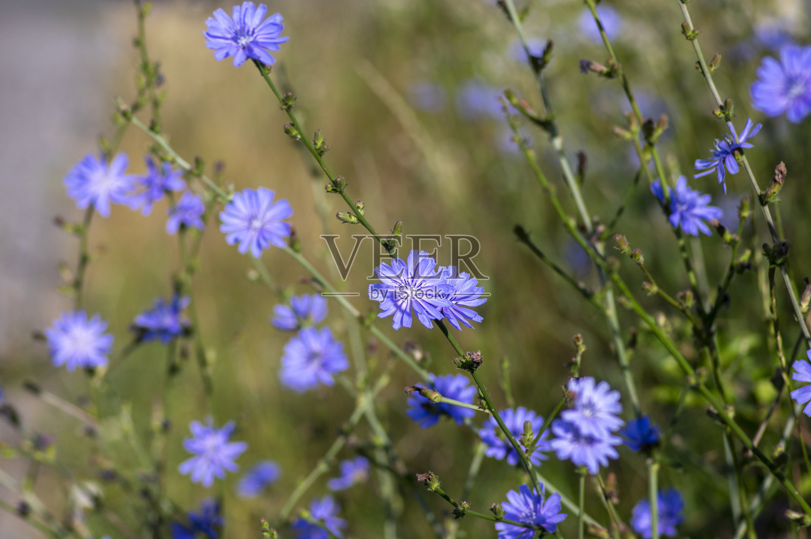 菊苣属常见野生菊苣，花亮蓝色，多年生草本开花植物照片摄影图片