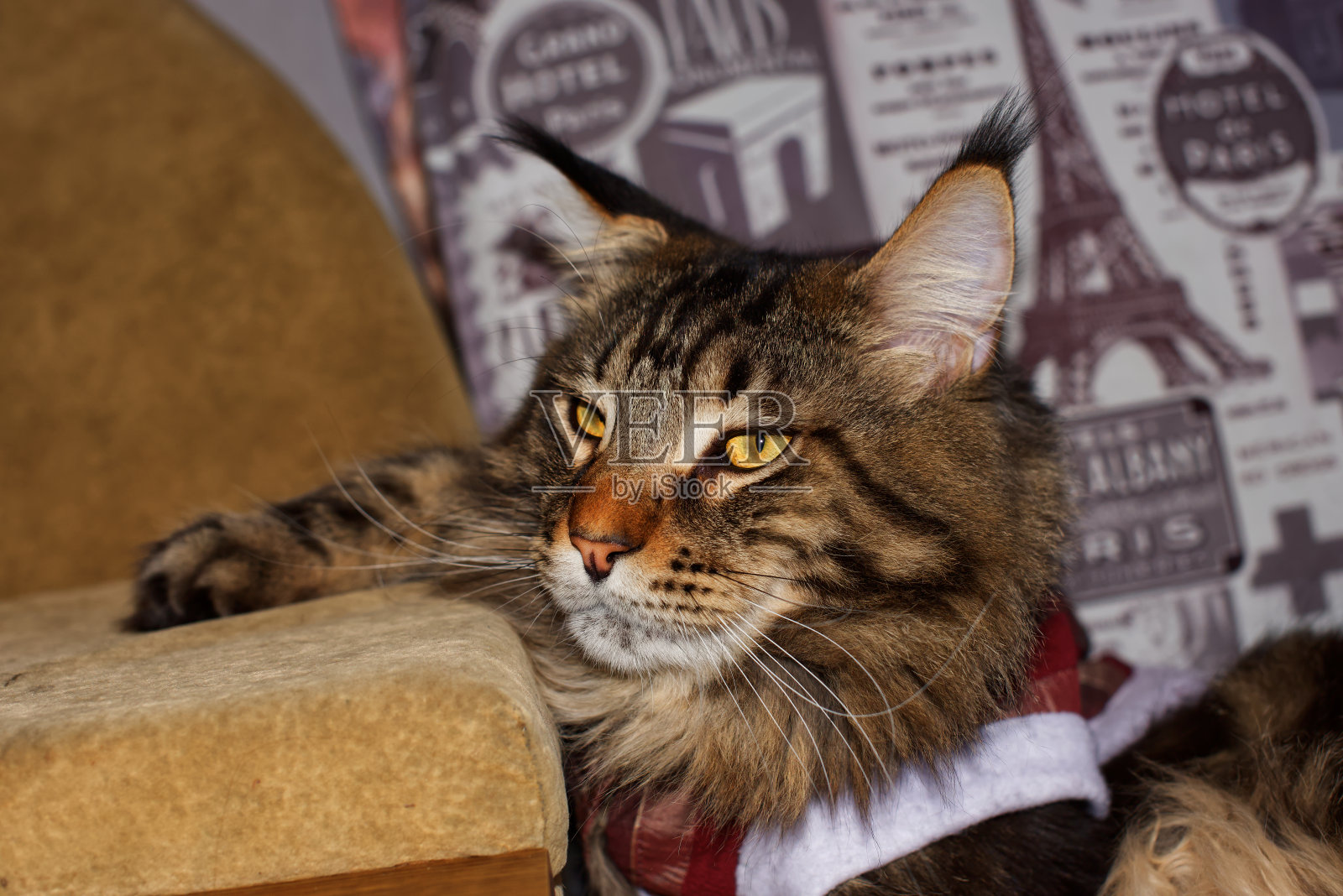 穿着圣诞服装的有趣缅因猫照片摄影图片