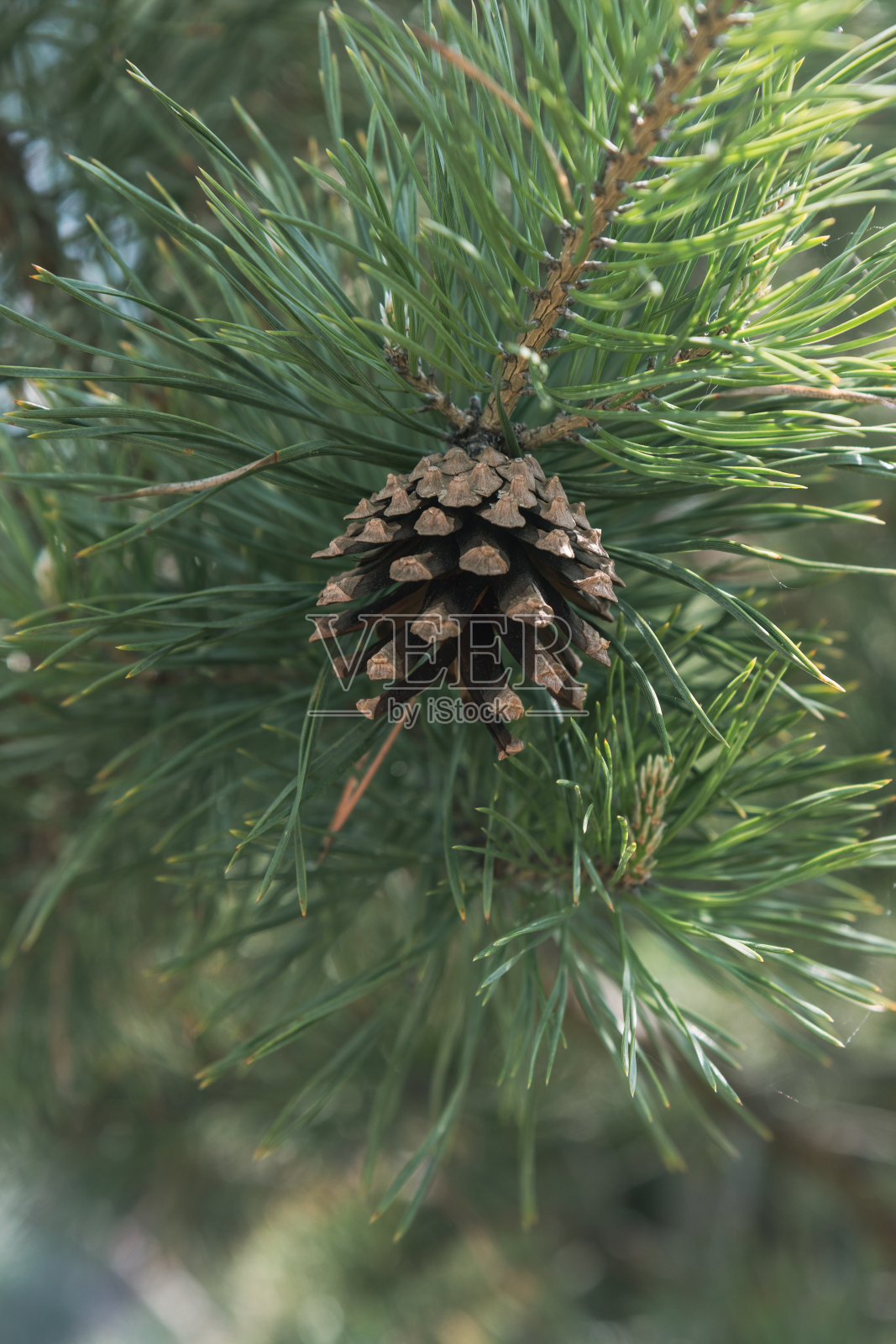 云杉树枝上的松果照片摄影图片