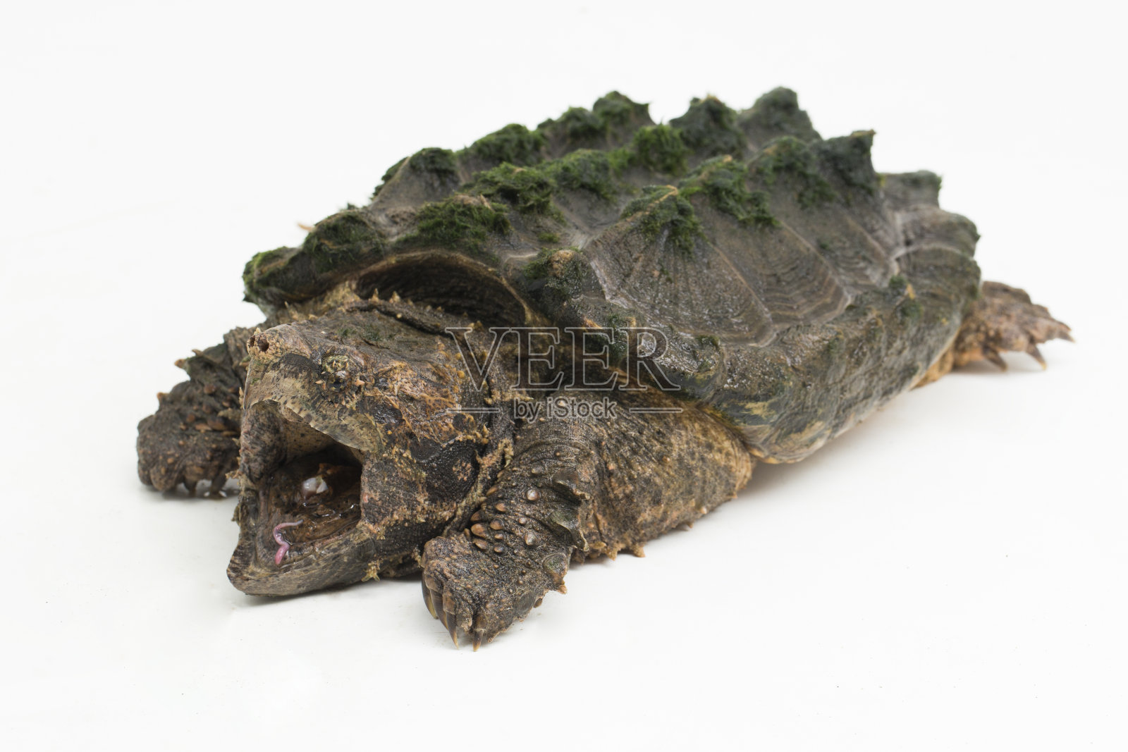 在白色背景上，鳄鱼咬住了海龟照片摄影图片