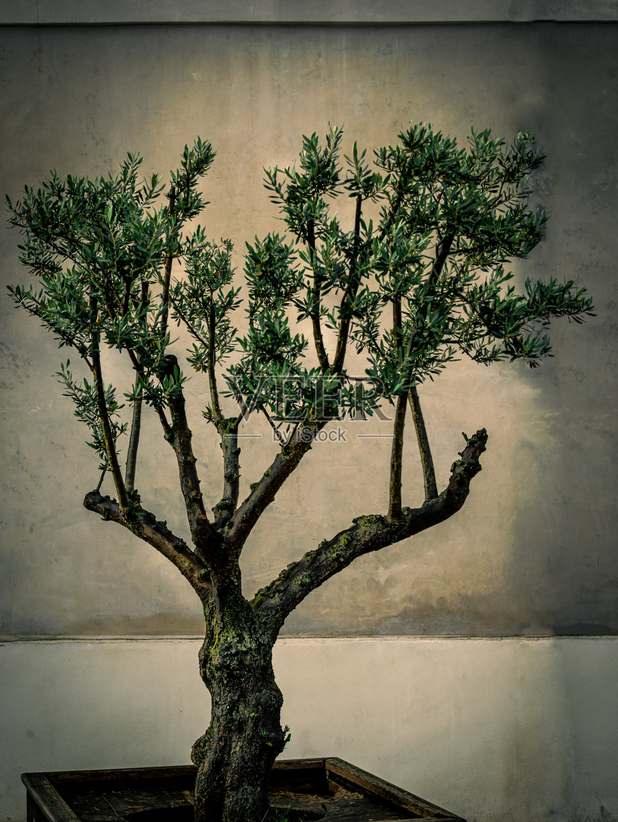 在法国普罗旺斯郊外，一棵修剪得很好的橄榄树在花盆里，照片摄影图片