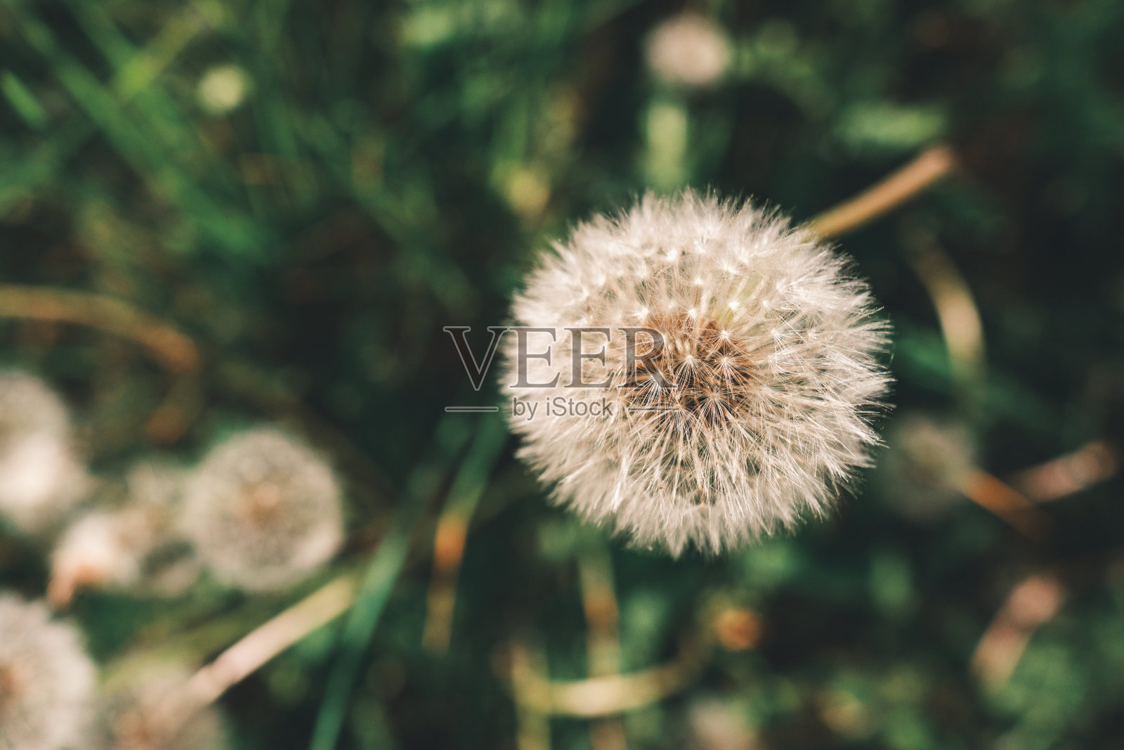 蒲公英花与自然散景背景。春天的花朵照片摄影图片