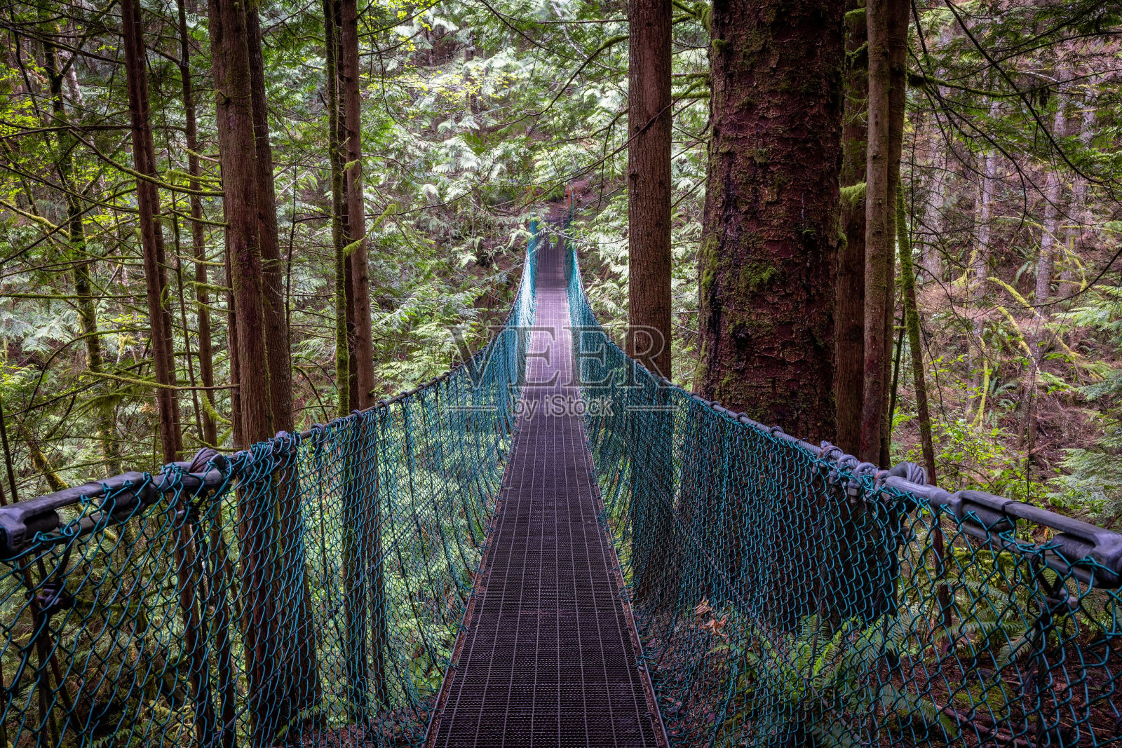 悬索桥建在森林中央，树木高大照片摄影图片