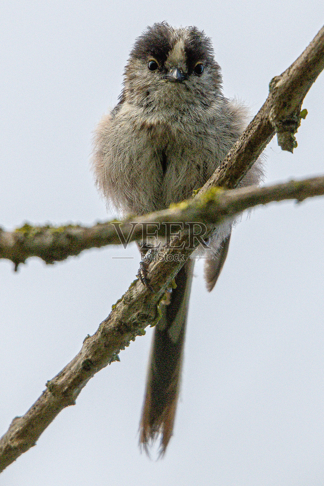 长尾山雀(Aegithalos caudatus)是西班牙赫罗纳地区长尾山雀科的一种小鸟照片摄影图片