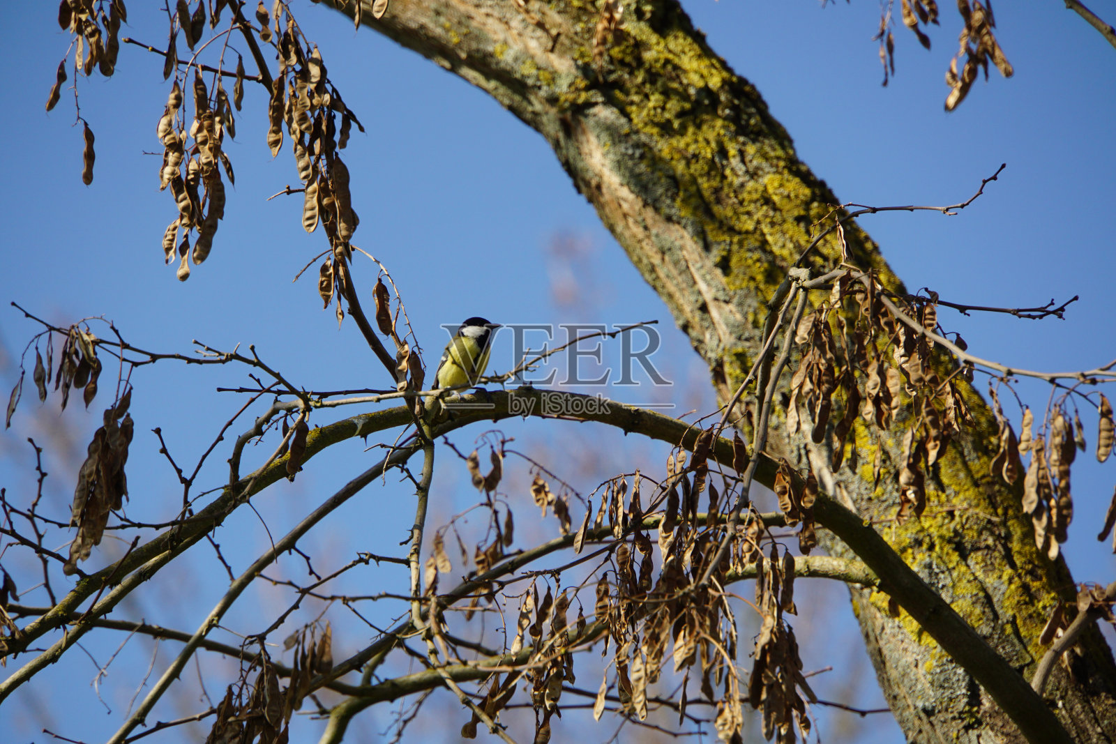 鸟照片摄影图片