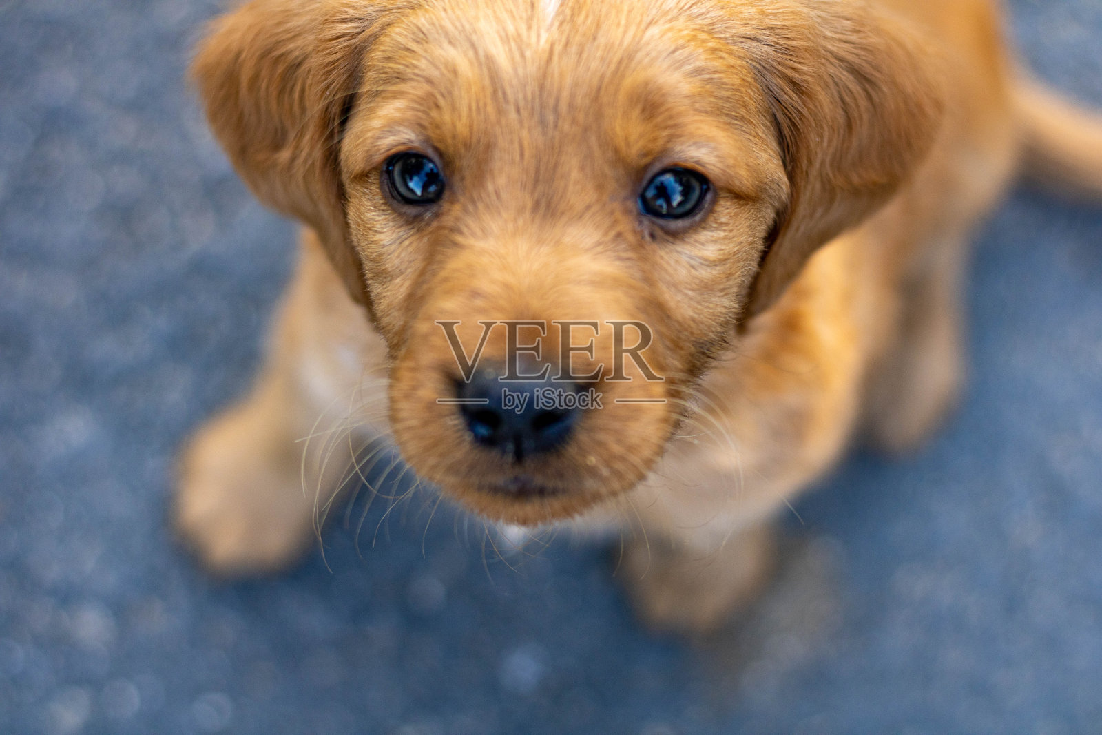 棕色的小狗照片摄影图片