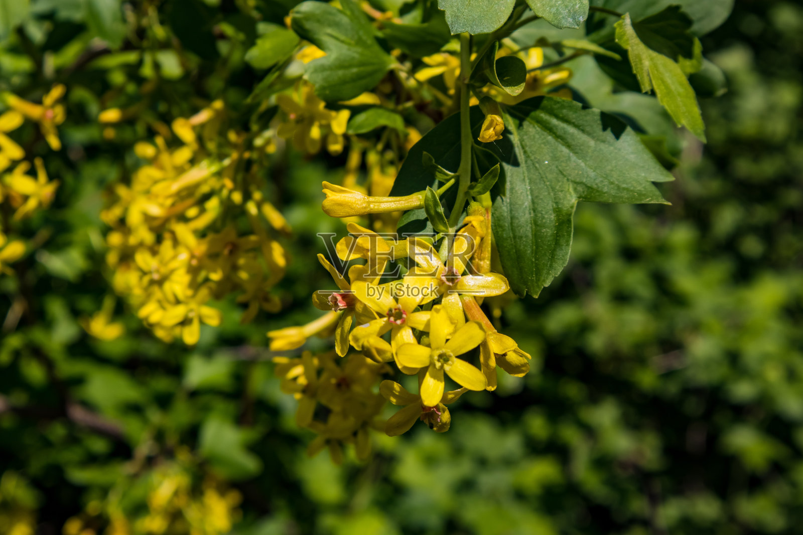 自然照片摄影图片