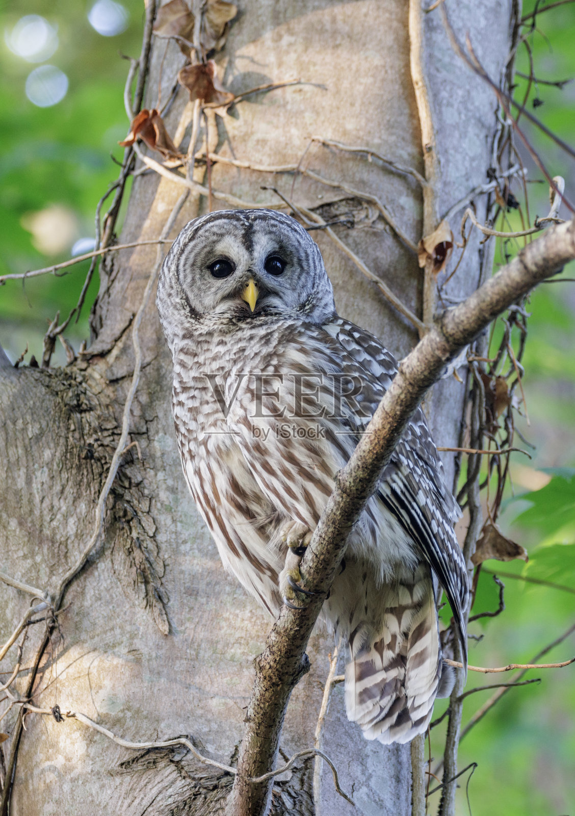 横斑鸮照片摄影图片