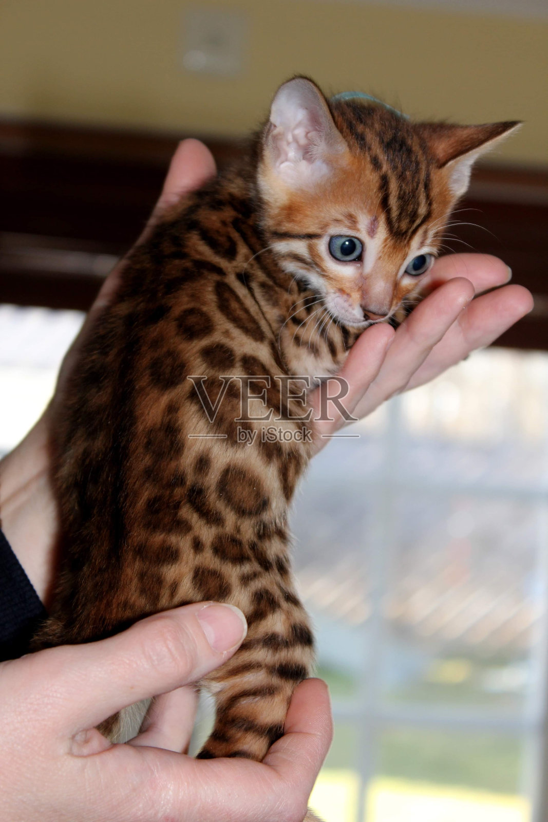 一只可爱的孟加拉小猫照片摄影图片