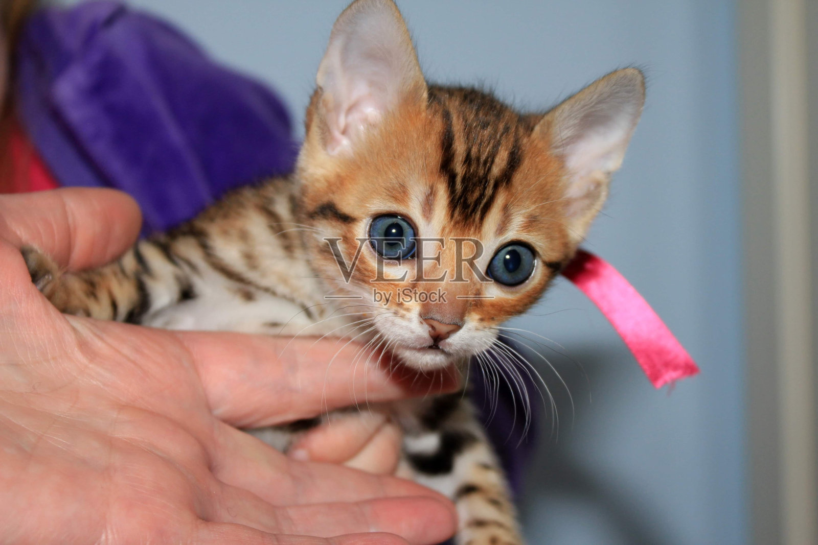 一只可爱的孟加拉小猫照片摄影图片