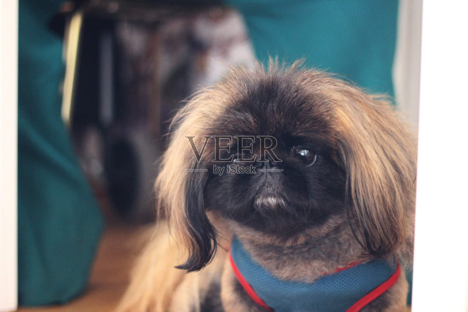 Lillgrisen是一只北京哈巴狗照片摄影图片