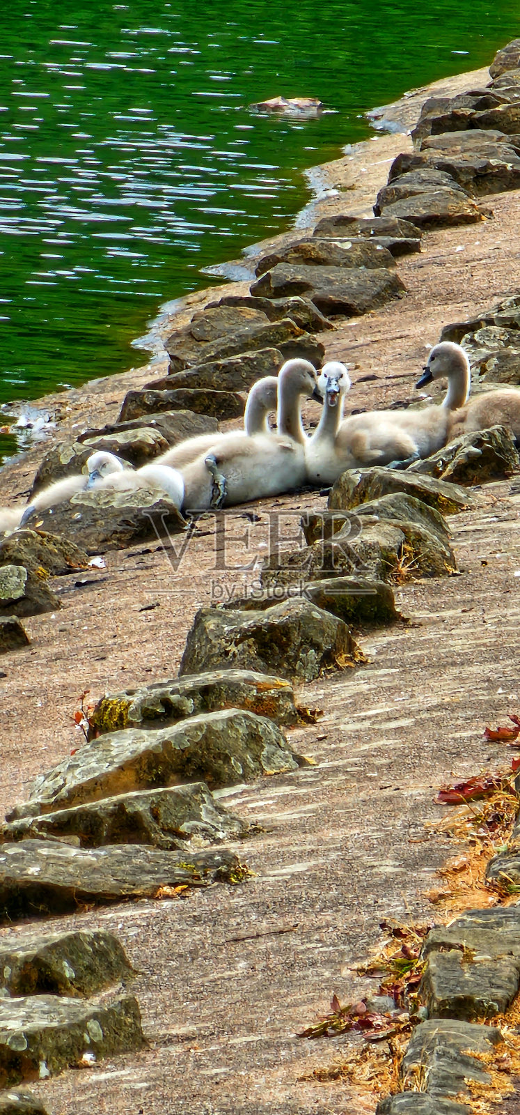 在公园散步照片摄影图片