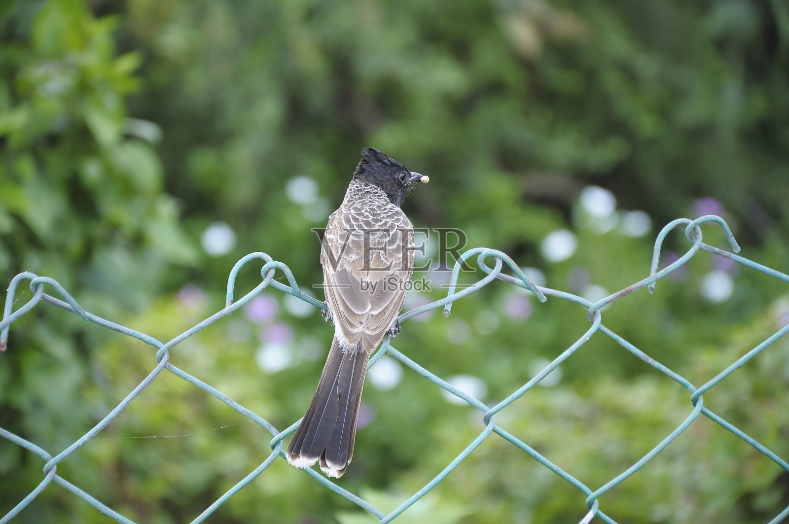 红色通风口的灯泡坐着照片摄影图片