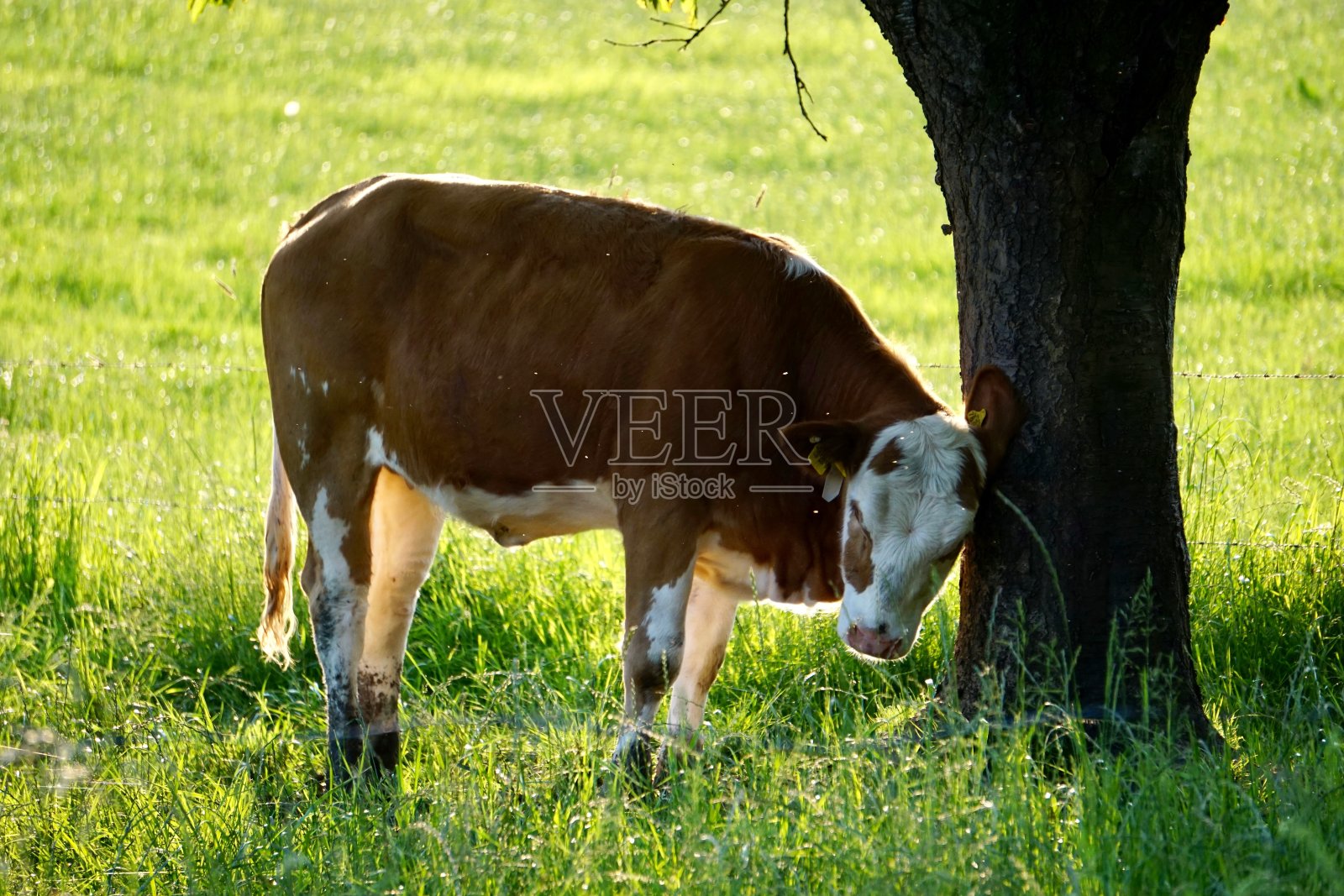 日落时的奶牛。牛在日落时吃草。牛在绿草地上吃草。牛在巴伐利亚草地上吃草。奶牛在金色的夕阳下。照片摄影图片