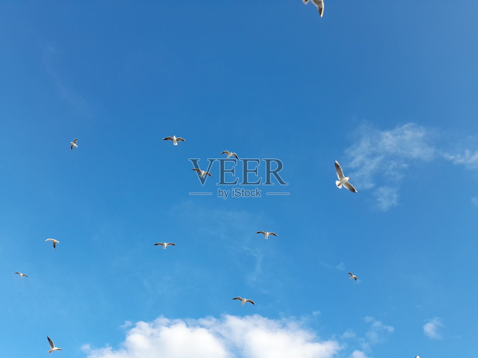 Piroette di gabbiani照片摄影图片