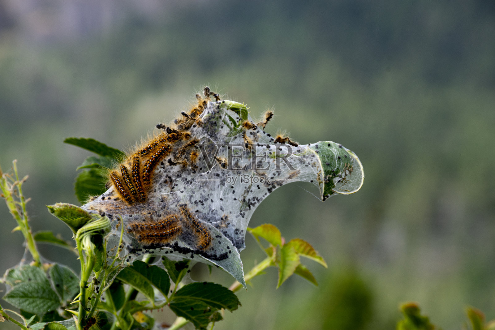 帐篷毛毛虫窝照片摄影图片