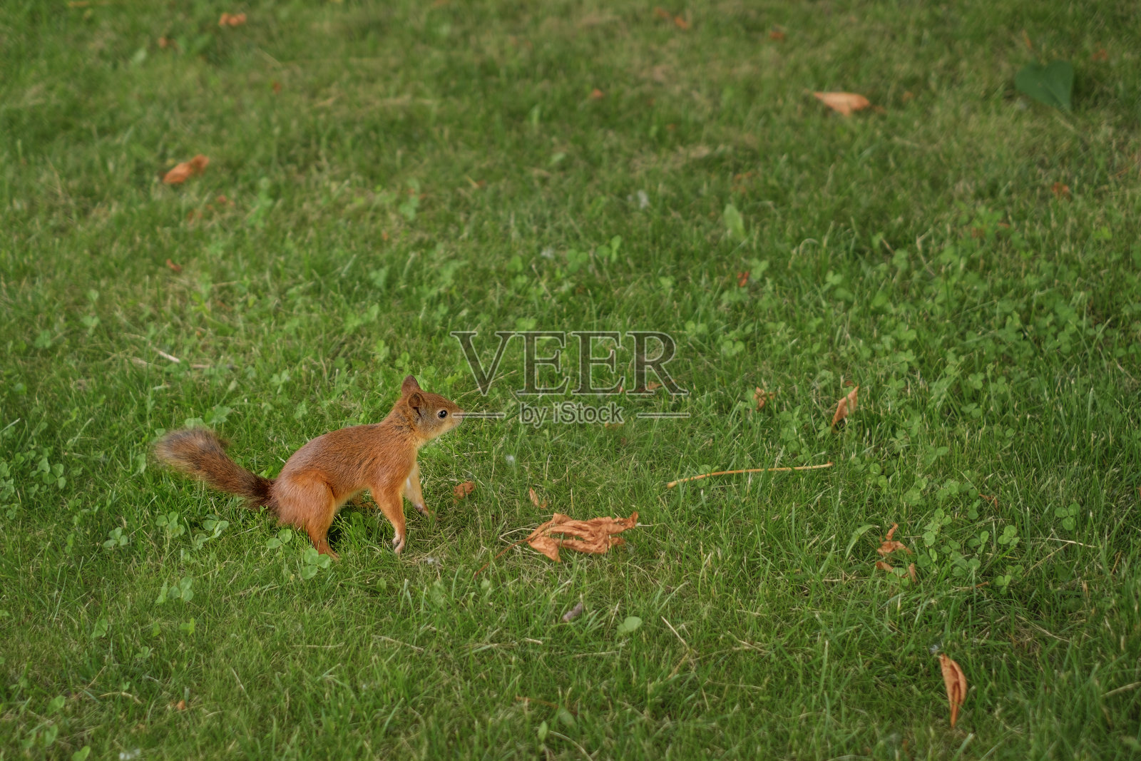 这只松鼠用后腿站在公园的草地上照片摄影图片