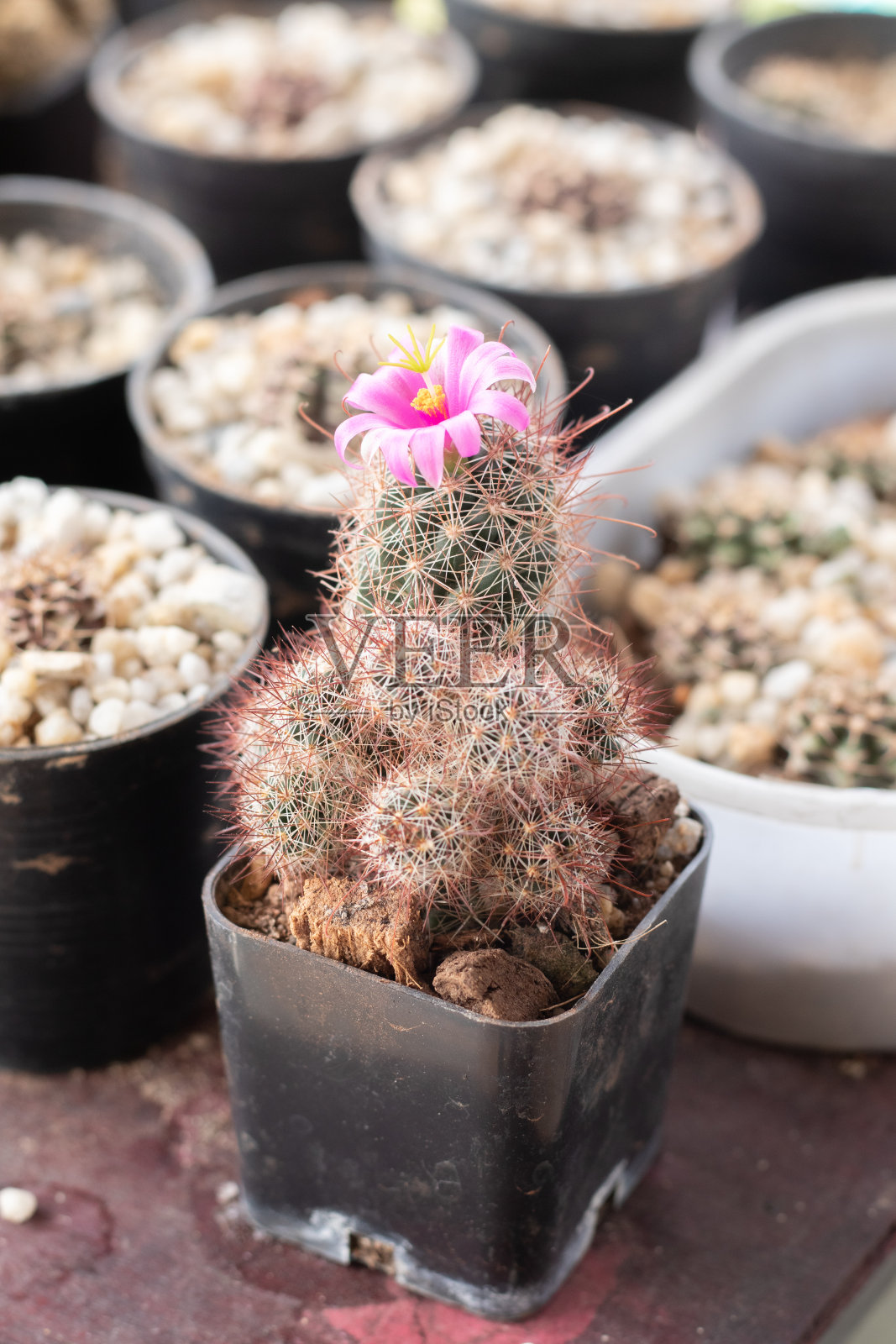 开花的仙人掌照片摄影图片