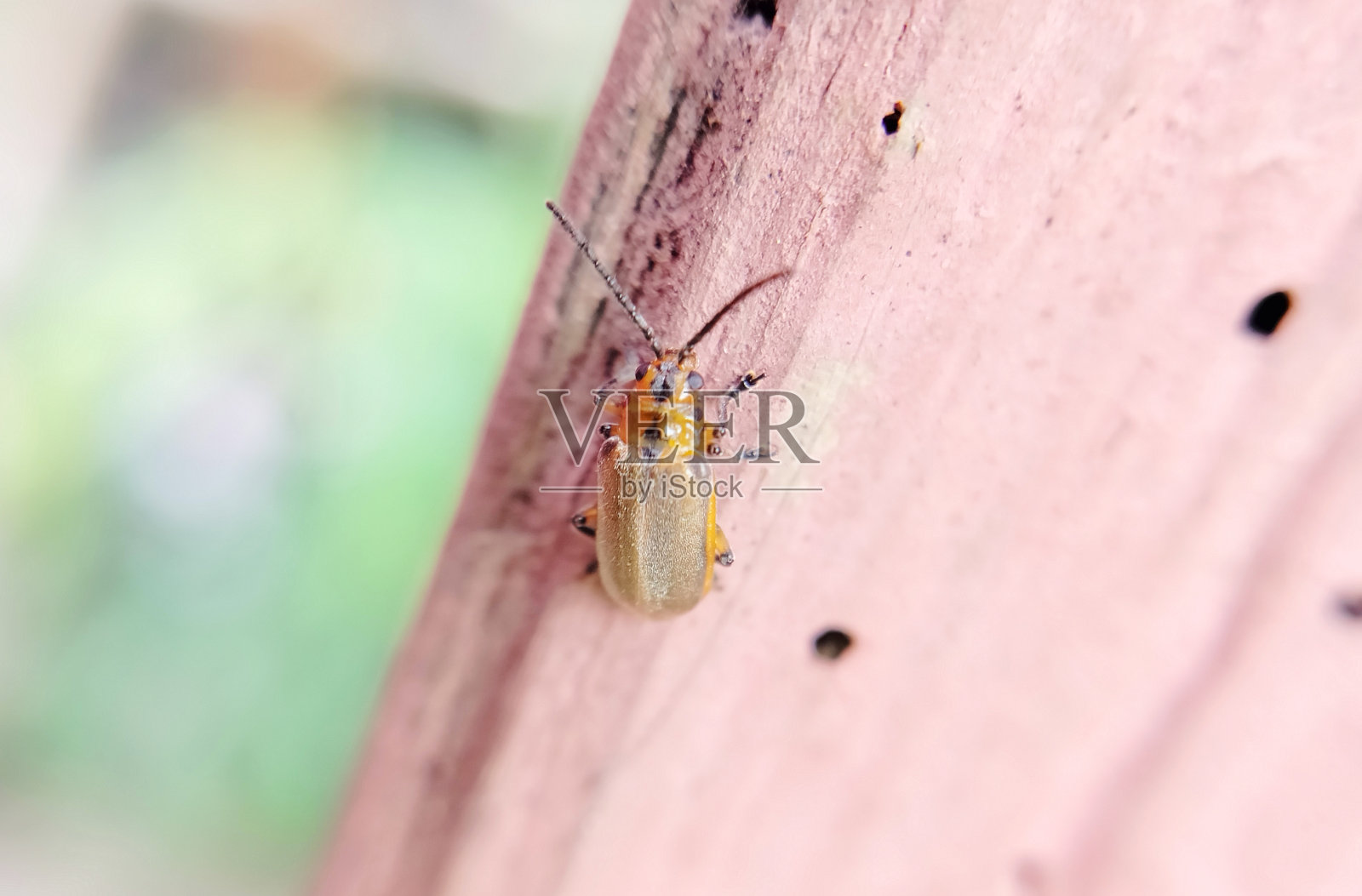 pyrrhalta照片摄影图片