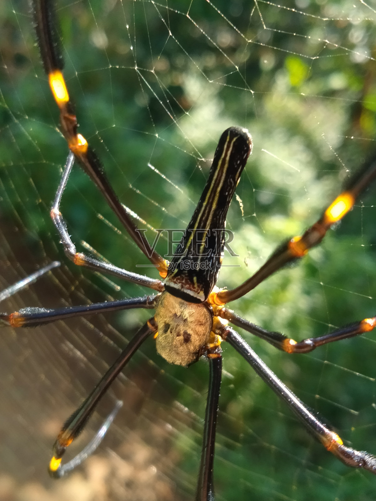 蜘蛛和它的网照片摄影图片