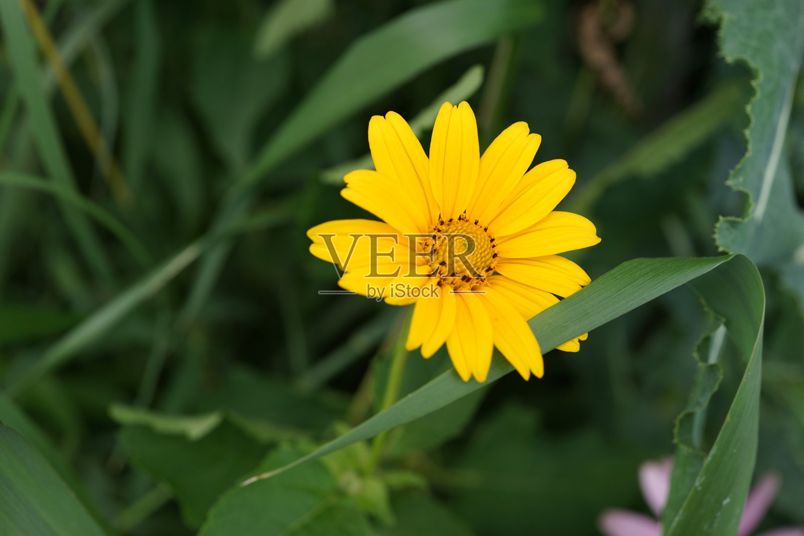 总督岛，2017年7月15日照片摄影图片