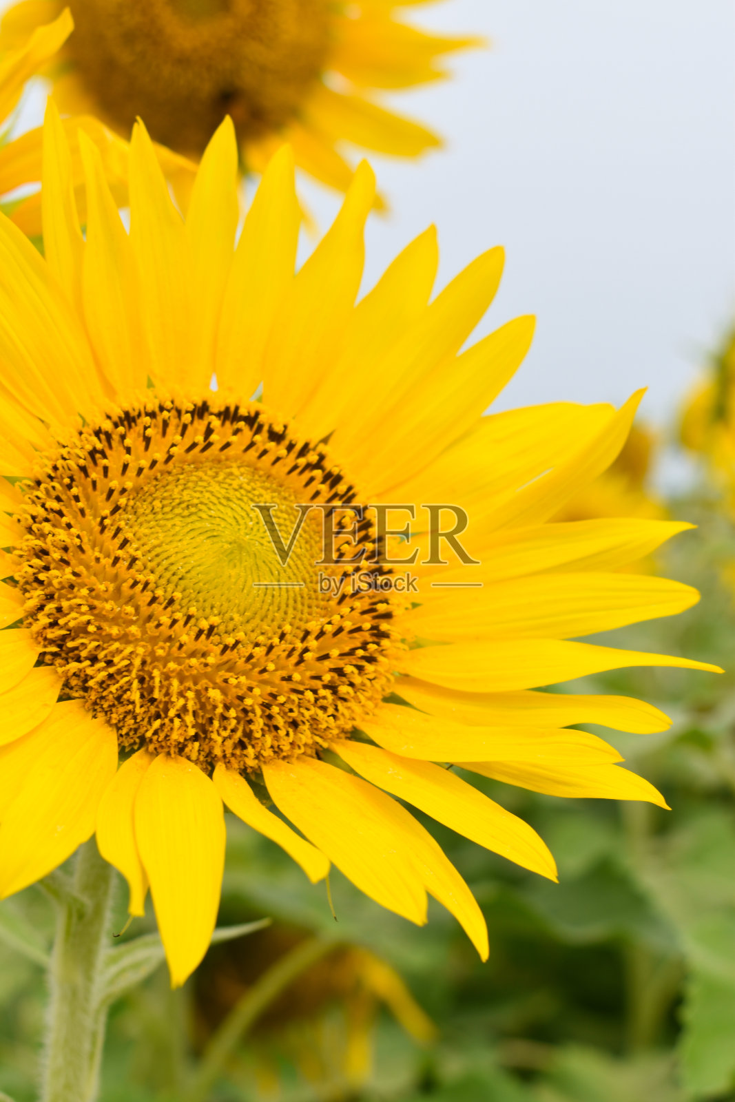 向日葵的农场照片摄影图片