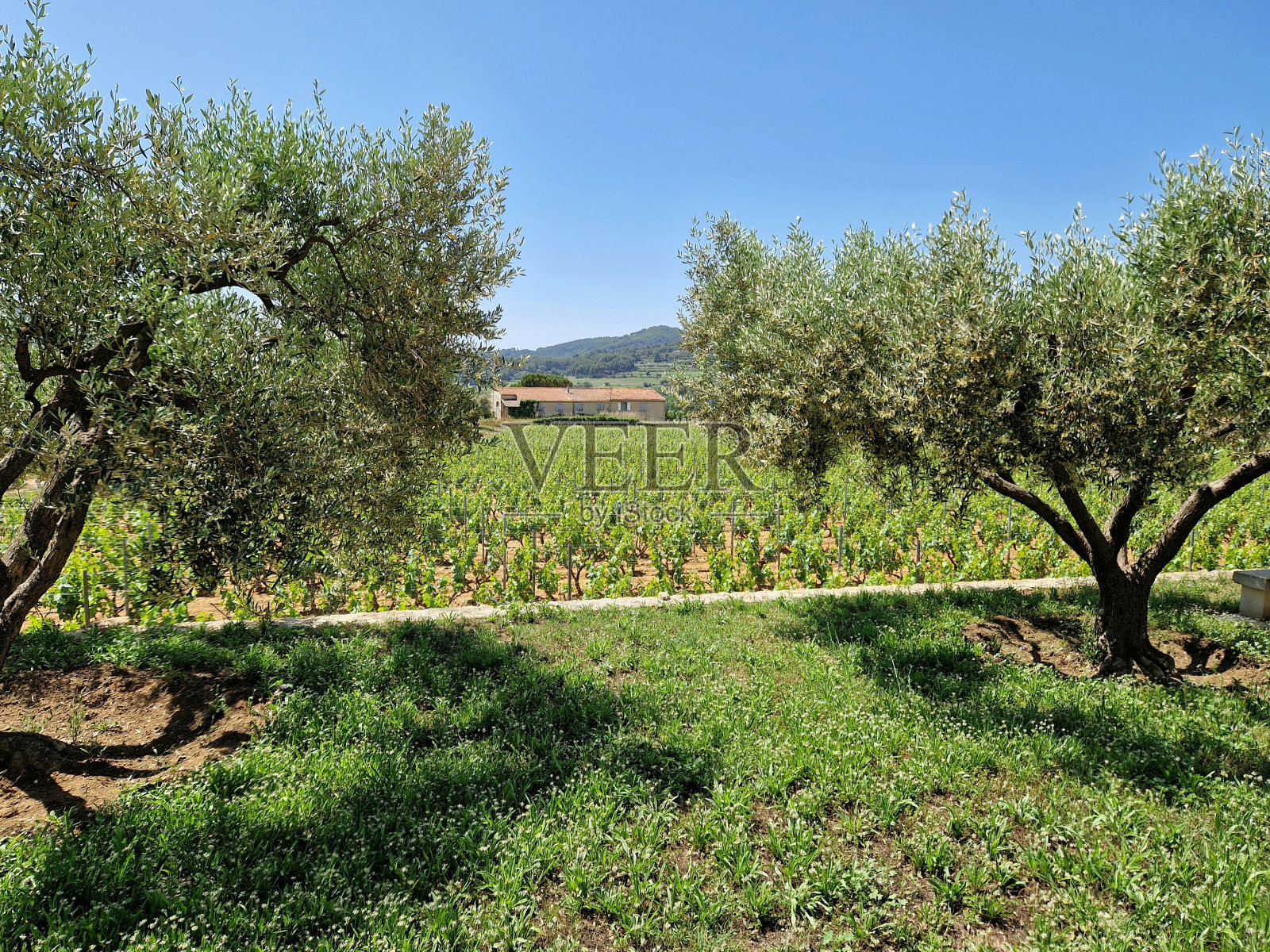 葡萄园，薰衣草和橄榄树在法国南部-阳光明媚，温暖照片摄影图片