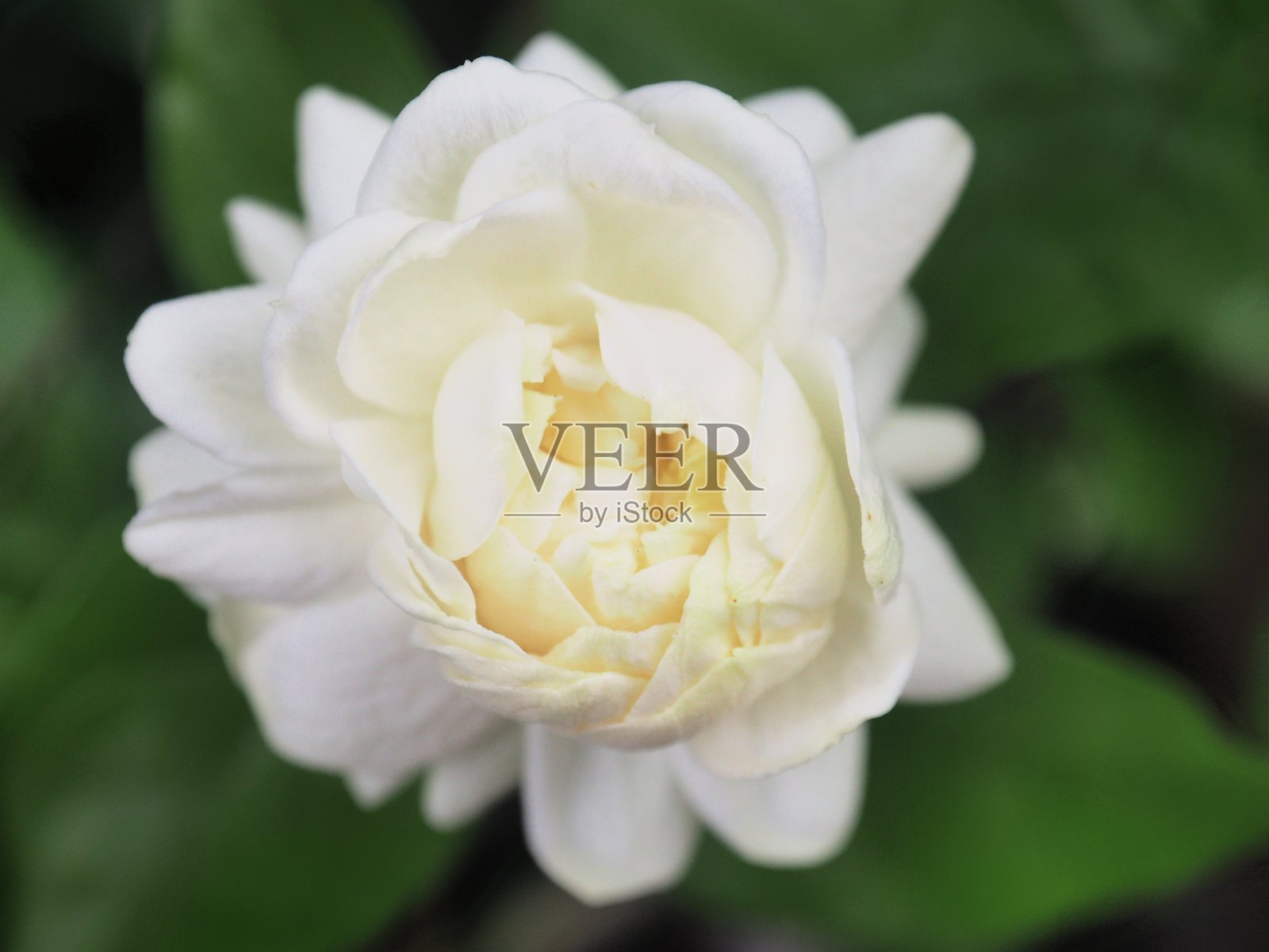 花园里开着茉莉花，绿色上散发着白香味照片摄影图片