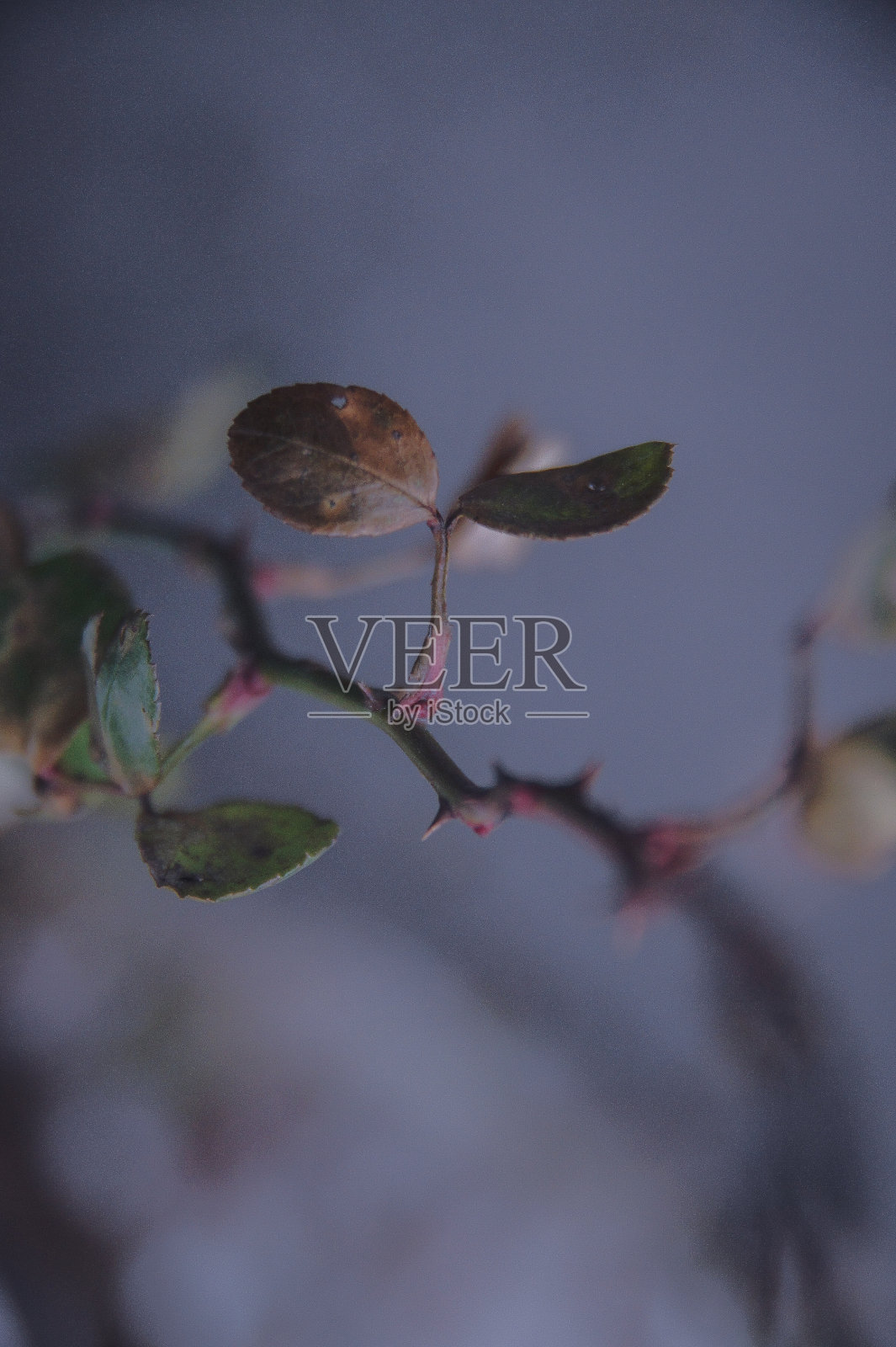 紫色背景上精致的树枝照片摄影图片