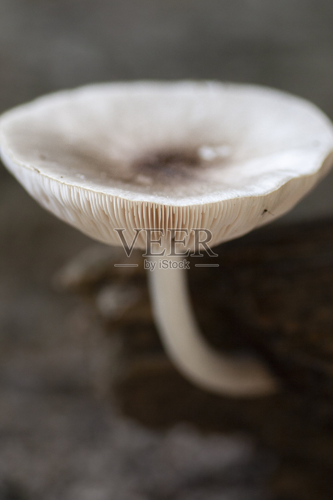 野蘑菇照片摄影图片