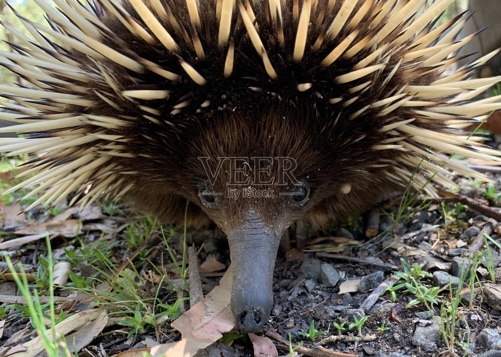 针鼹鼠1照片摄影图片