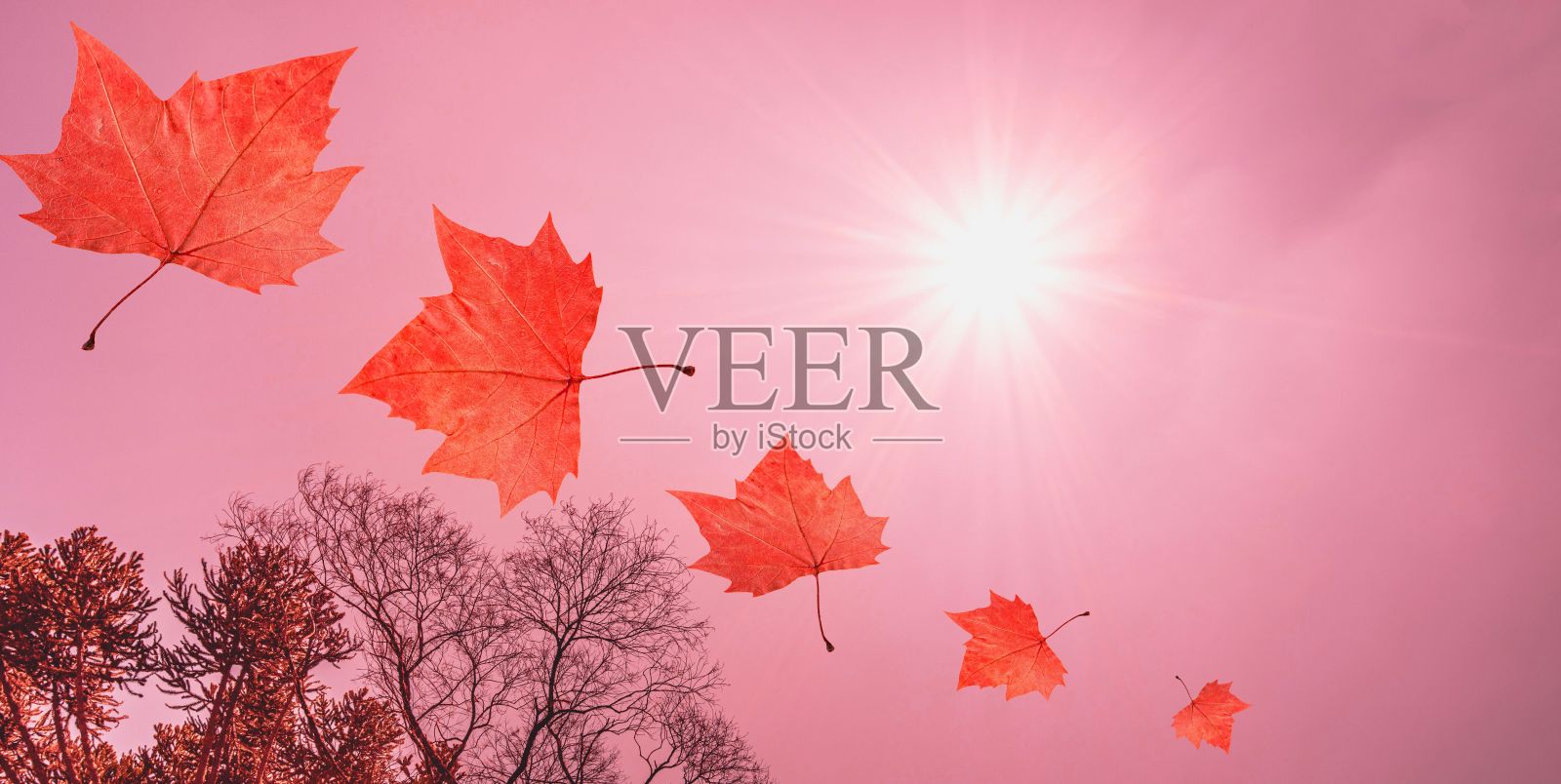 秋叶的特写镜头与粉红色的天空背景照片摄影图片