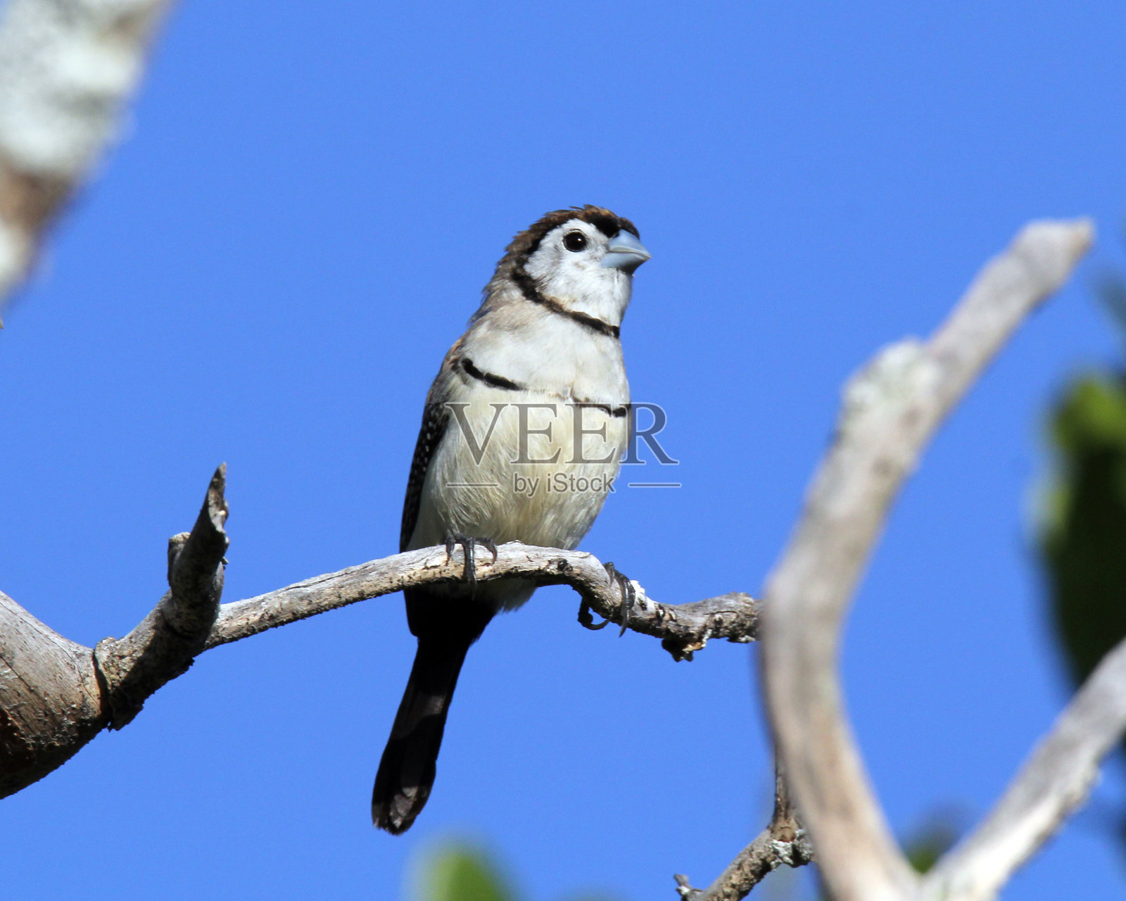 在蓝天的衬托下，双翅雀栖息在树枝上照片摄影图片