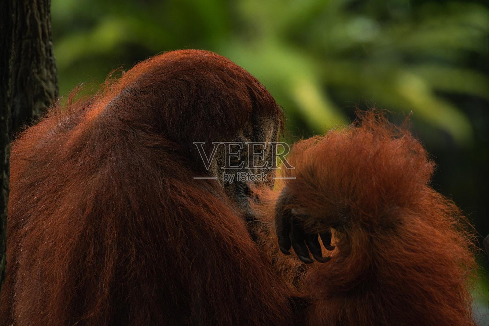 一只年老雄性猩猩的特写照片摄影图片