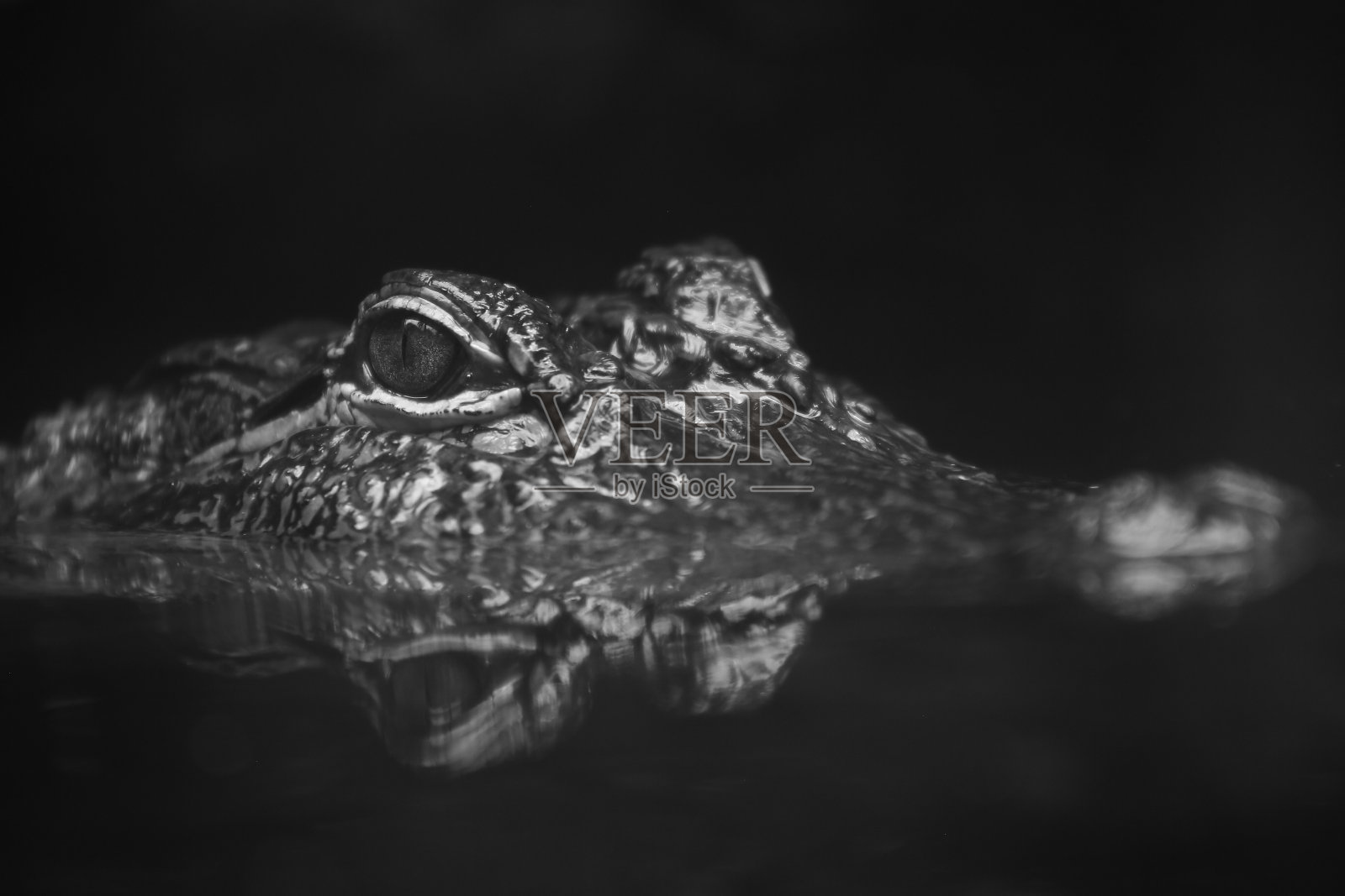 鳄鱼照片摄影图片