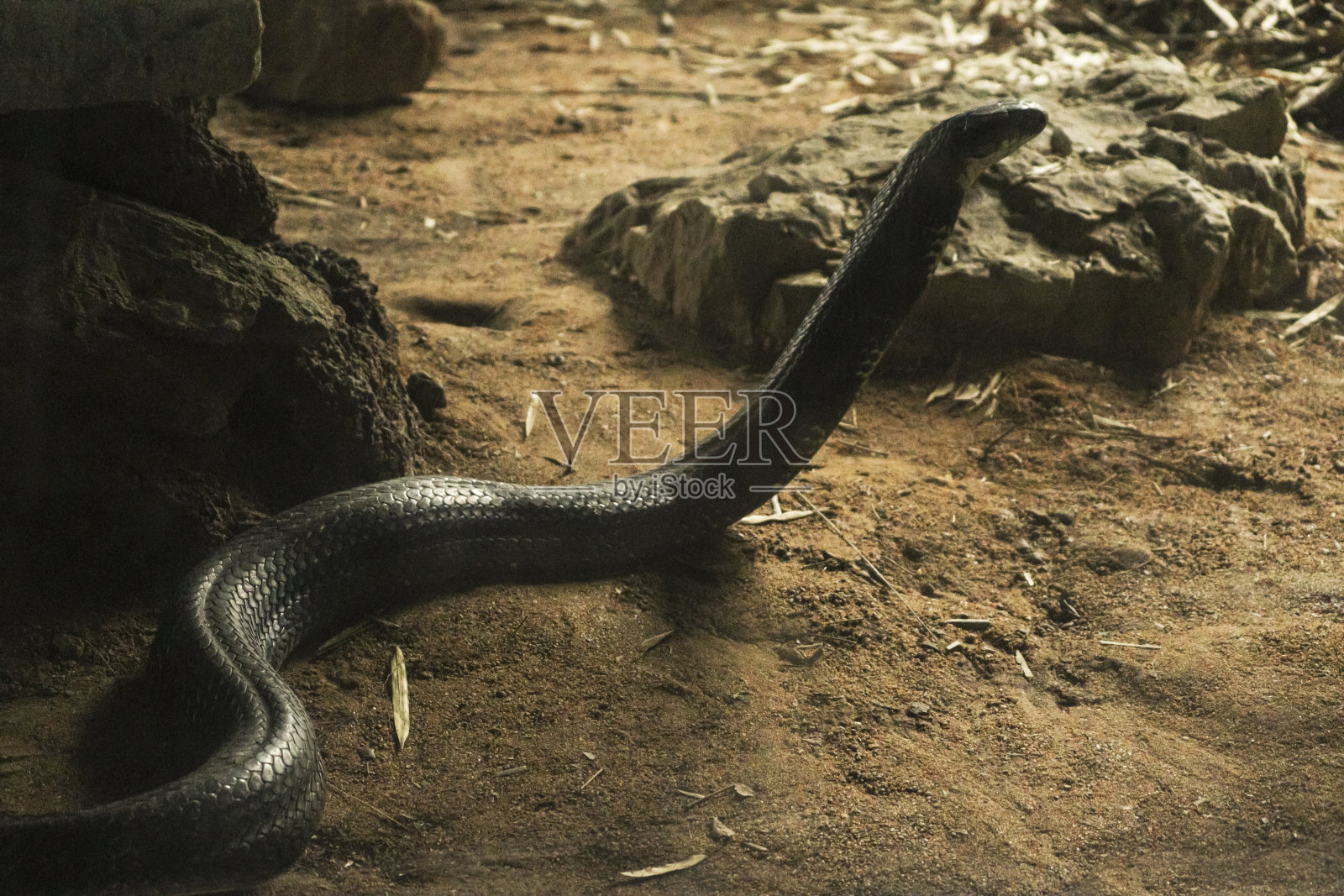 背景模糊的眼镜王蛇照片摄影图片